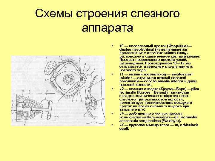 Схемы строения слезного аппарата • • • 10 — носослезный проток (Феррейна) — ductus