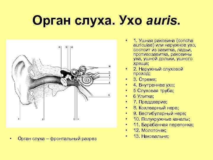 Орган слуха. Ухо auris. • • • Орган слуха – фронтальный разрез • •