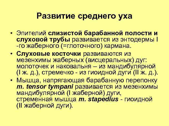 Развитие среднего уха • Эпителий слизистой барабанной полости и слуховой трубы развивается из энтодермы