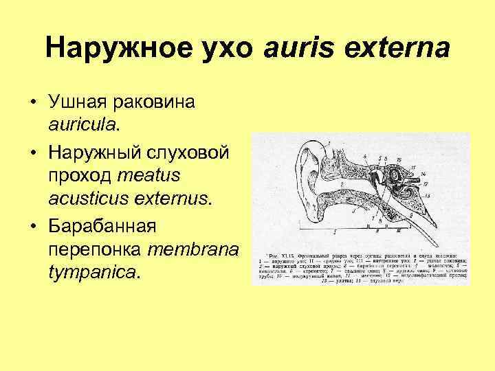 Наружное ухо auris externa • Ушная раковина auricula. • Наружный слуховой проход meatus acusticus