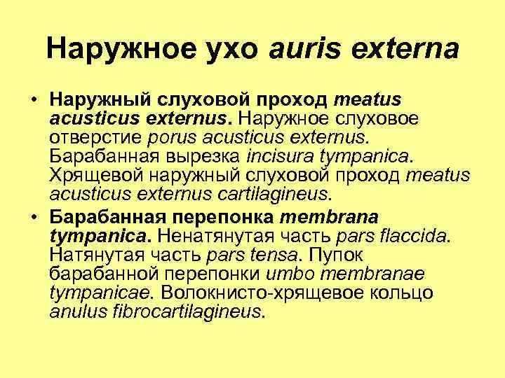 Наружное ухо auris externa • Наружный слуховой проход meatus acusticus externus. Наружное слуховое отверстие