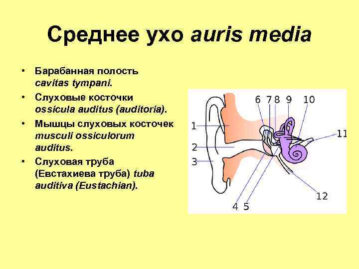 Кости среднего уха человека. Среднее ухо латынь. Слуховые косточки. Слуховые косточки среднего уха.