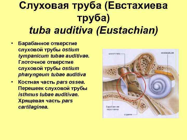 Слуховая труба (Евстахиева труба) tuba auditiva (Eustachian) • Барабанное отверстие слуховой трубы ostium tympanicum