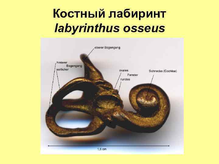 Костный лабиринт labyrinthus osseus 