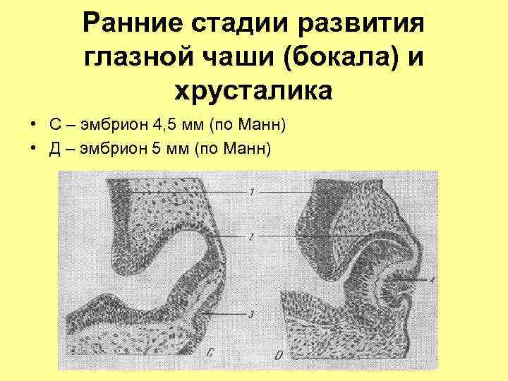 Ранние стадии развития глазной чаши (бокала) и хрусталика • С – эмбрион 4, 5