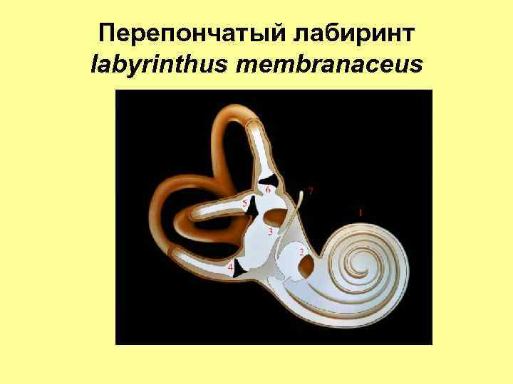 Перепончатый лабиринт labyrinthus membranaceus 