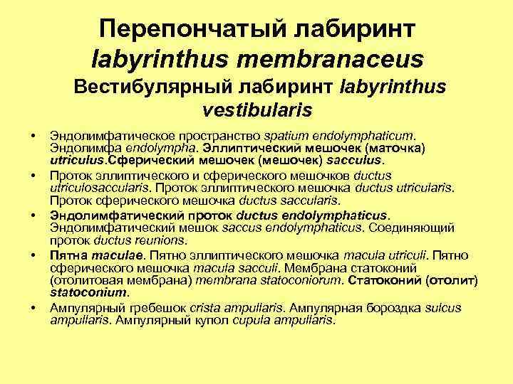 Перепончатый лабиринт labyrinthus membranaceus Вестибулярный лабиринт labyrinthus vestibularis • • • Эндолимфатическое пространство spatium