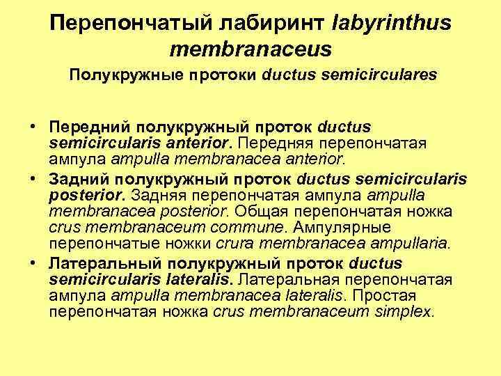 Перепончатый лабиринт labyrinthus membranaceus Полукружные протоки ductus semicirculares • Передний полукружный проток ductus semicircularis