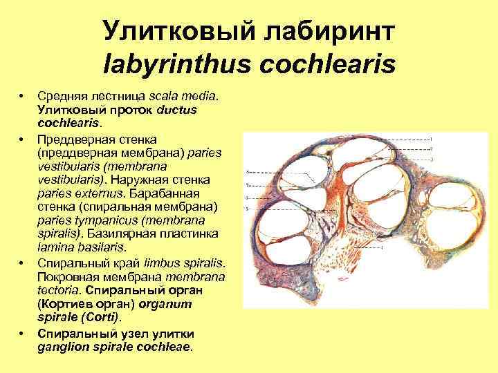 Улитковый лабиринт labyrinthus cochlearis • • Средняя лестница scala media. Улитковый проток ductus cochlearis.