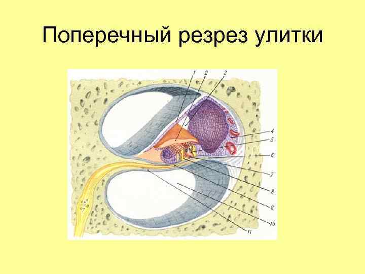 Поперечный резрез улитки 