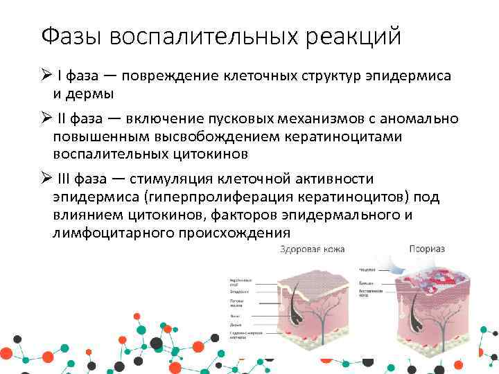 Фазы воспалительных реакций I фаза — повреждение клеточных структур эпидермиса и дермы II фаза