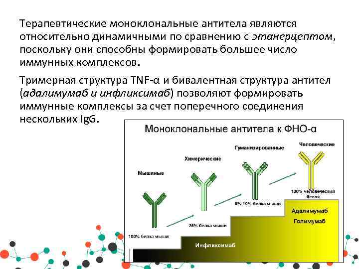 Терапевтические моноклональные антитела являются относительно динамичными по сравнению с этанерцептом, поскольку они способны формировать