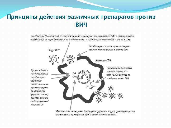 Принципы действия различных препаратов против ВИЧ 