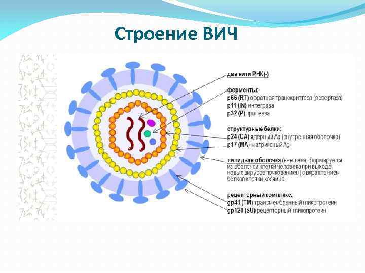 Строение ВИЧ 