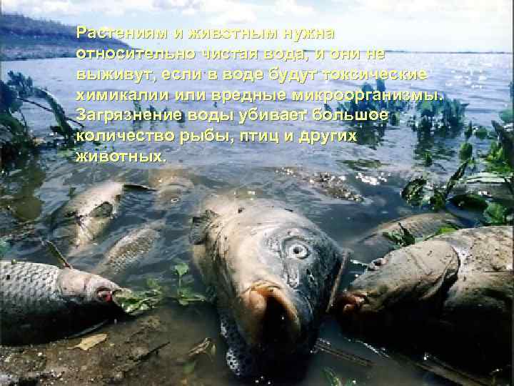 Растениям и животным нужна относительно чистая вода, и они не выживут, если в воде