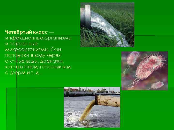 Четвёртый класс — инфекционные организмы и патогенные микроорганизмы. Они попадают в воду через сточные