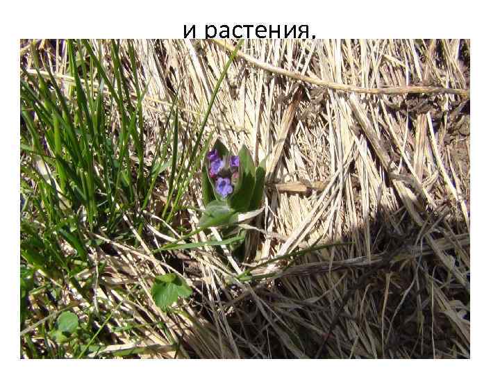 и растения, 