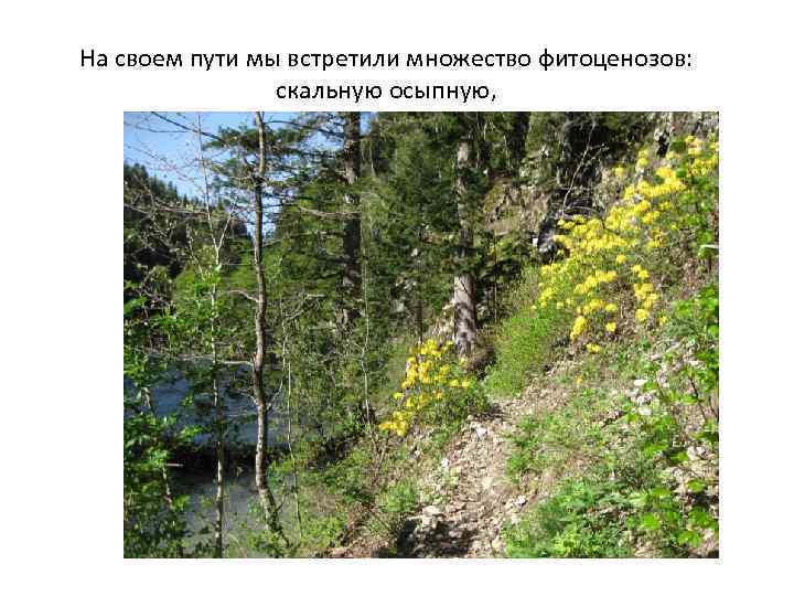 На своем пути мы встретили множество фитоценозов: скальную осыпную, 