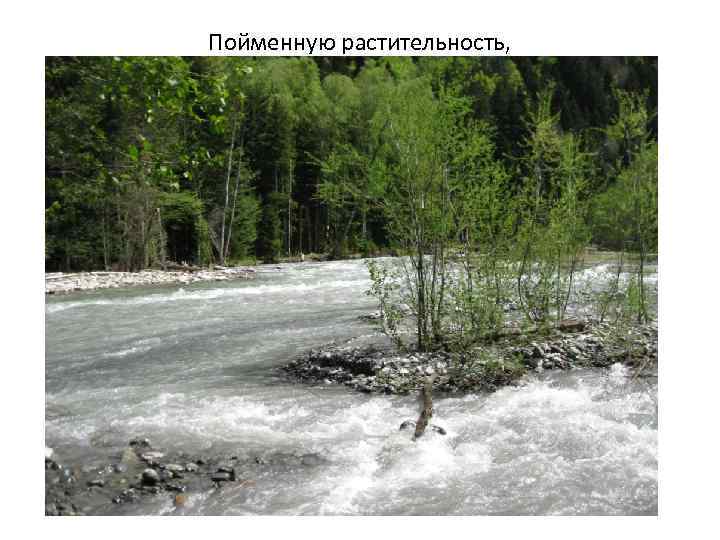 Пойменную растительность, 