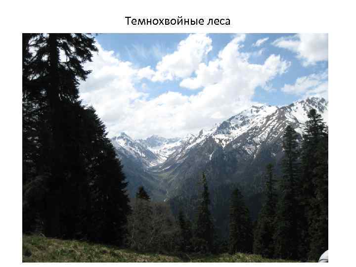 Темнохвойные леса 