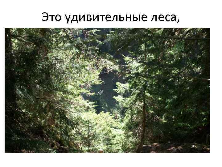 Это удивительные леса, 