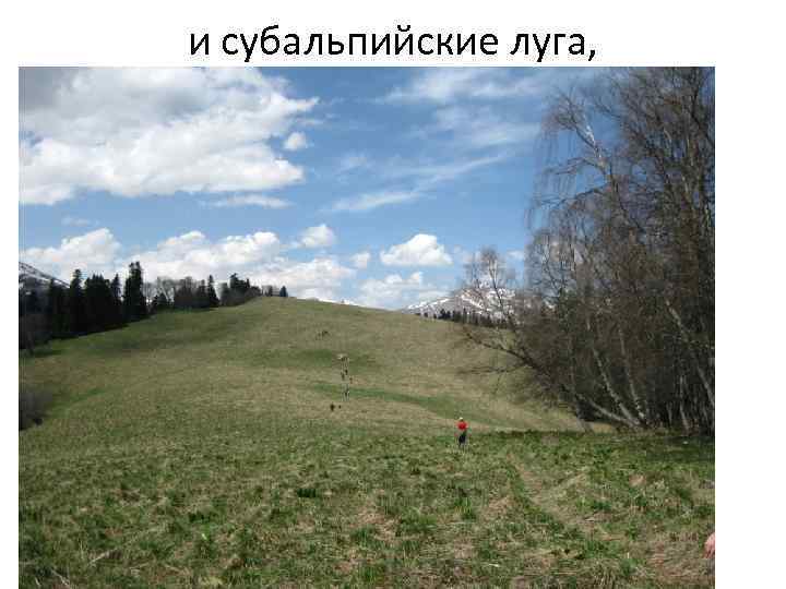 и субальпийские луга, 