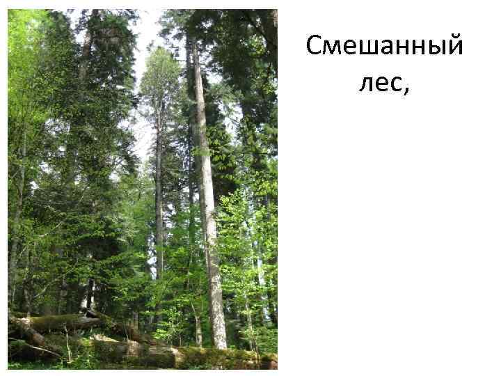 Смешанный лес, 