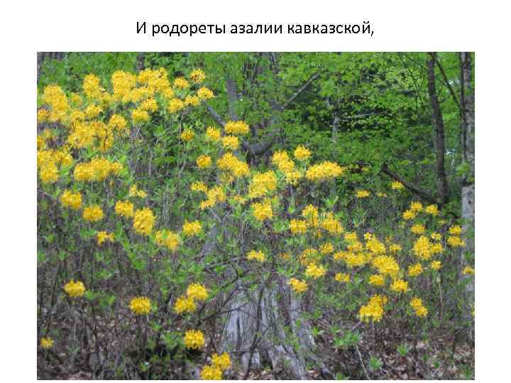 И родореты азалии кавказской, 