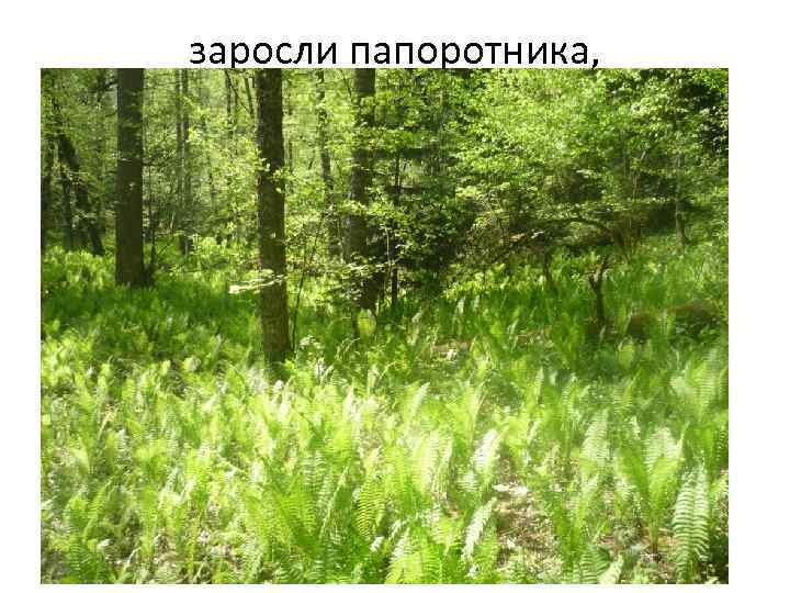 заросли папоротника, 