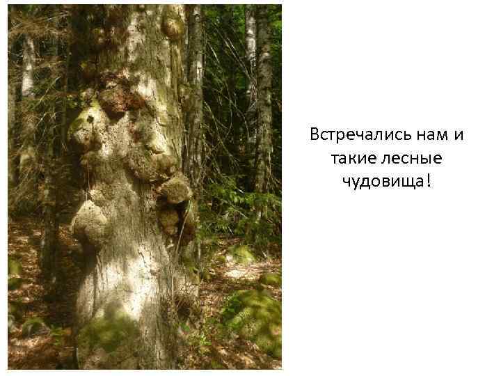 Встречались нам и такие лесные чудовища! 