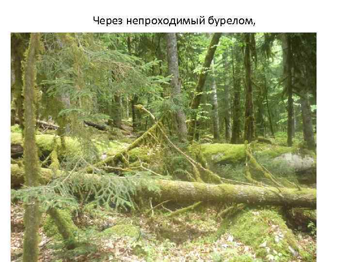 Через непроходимый бурелом, 