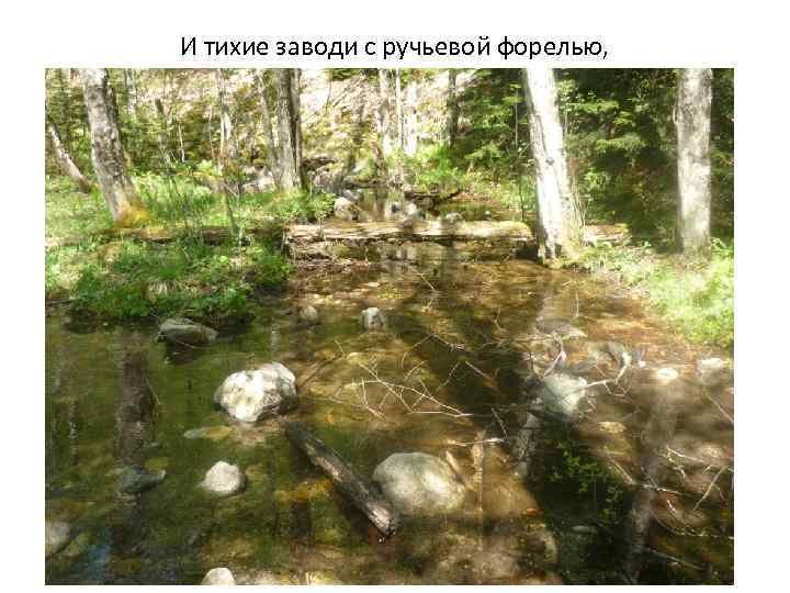 И тихие заводи с ручьевой форелью, 