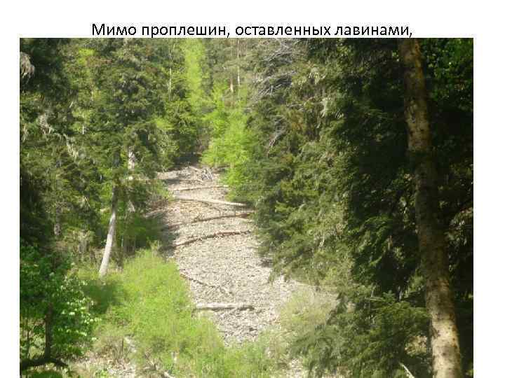 Мимо проплешин, оставленных лавинами, 