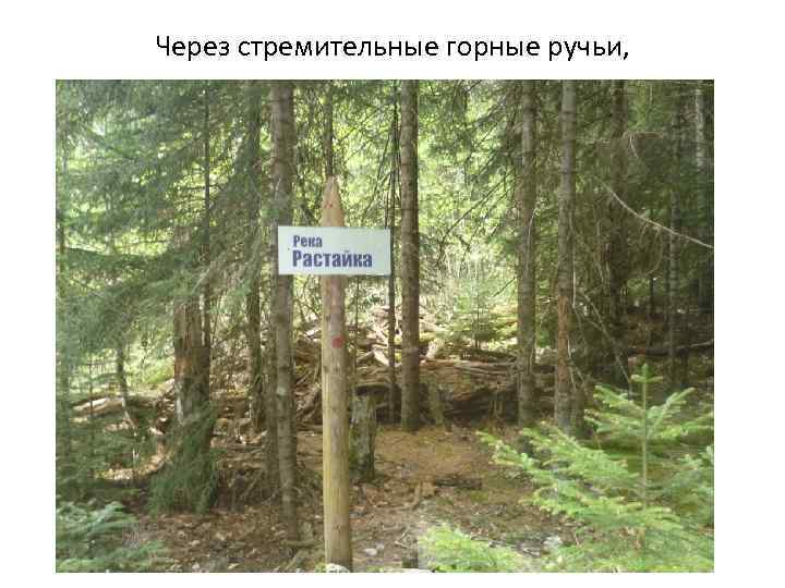 Через стремительные горные ручьи, 