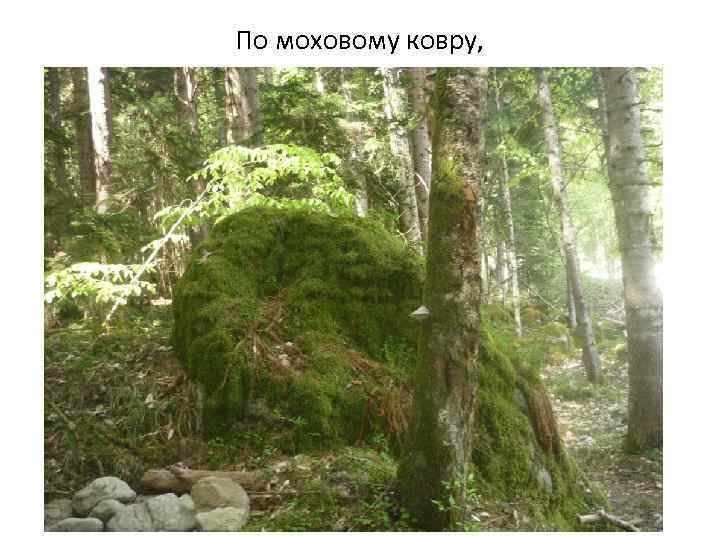 По моховому ковру, 