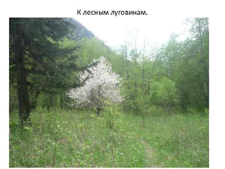 К лесным луговинам. 
