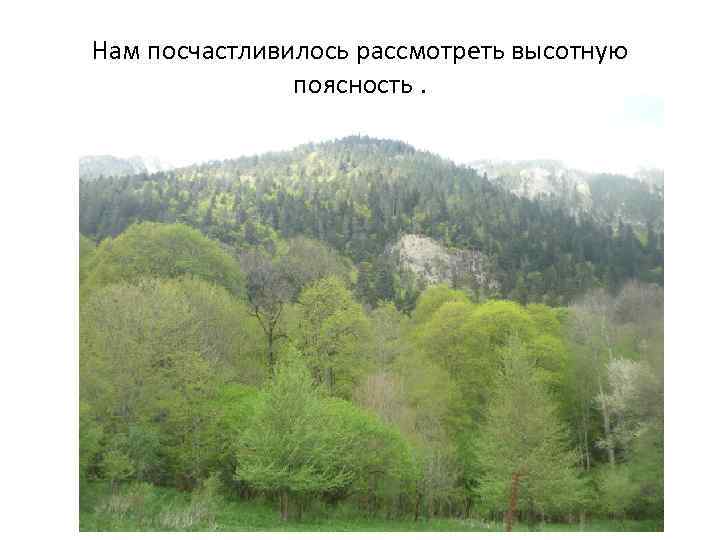 Нам посчастливилось рассмотреть высотную поясность , 