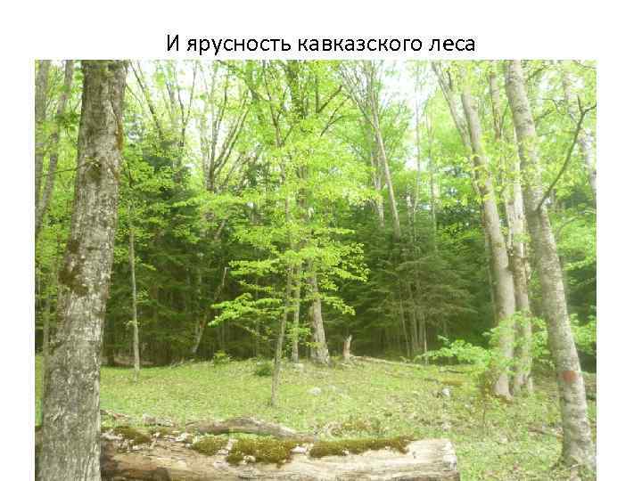 И ярусность кавказского леса 