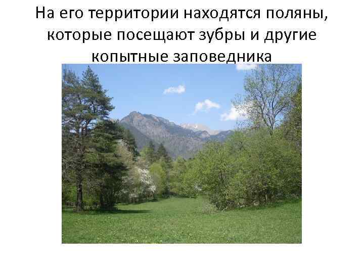 На его территории находятся поляны, которые посещают зубры и другие копытные заповедника 