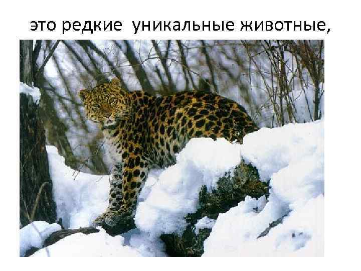 это редкие уникальные животные, 