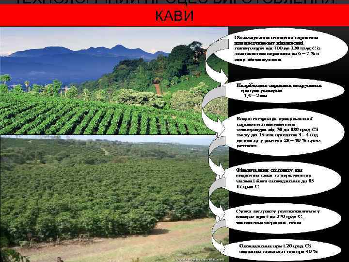 ТЕХНОЛОГІЧНИЙ ПРОЦЕС ВИГОТОВЛЕННЯ КАВИ 