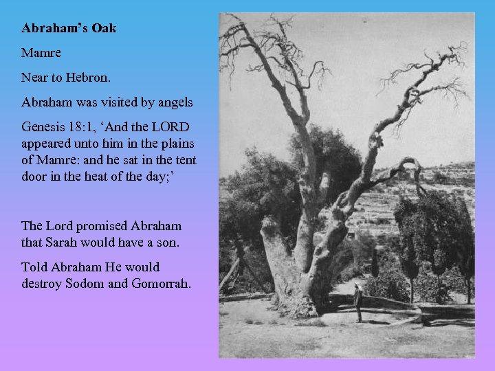 Abraham’s Oak Mamre Near to Hebron. Abraham was visited by angels Genesis 18: 1,