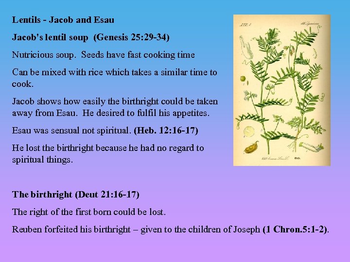 Lentils - Jacob and Esau Jacob's lentil soup (Genesis 25: 29 -34) Nutricious soup.