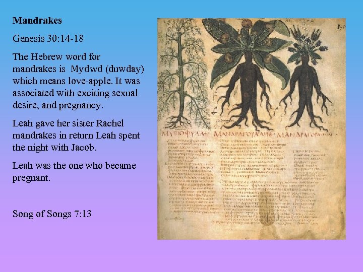 Mandrakes Genesis 30: 14 -18 The Hebrew word for mandrakes is Mydwd (duwday) which
