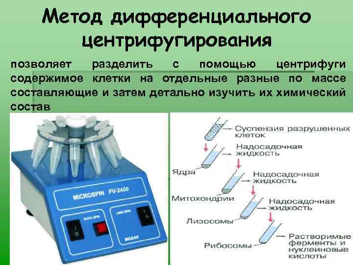 Метод дифференциального центрифугирования позволяет разделить с помощью центрифуги содержимое клетки на отдельные разные по