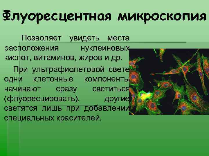 Флуоресцентная микроскопия Позволяет увидеть места расположения нуклеиновых кислот, витаминов, жиров и др. При ультрафиолетовой