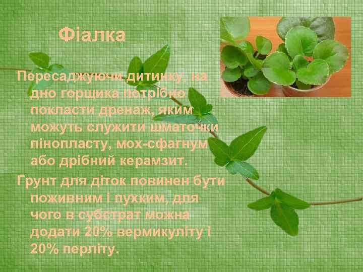 Фіалка Пересаджуючи дитинку, на дно горщика потрібно покласти дренаж, яким можуть служити шматочки пінопласту,