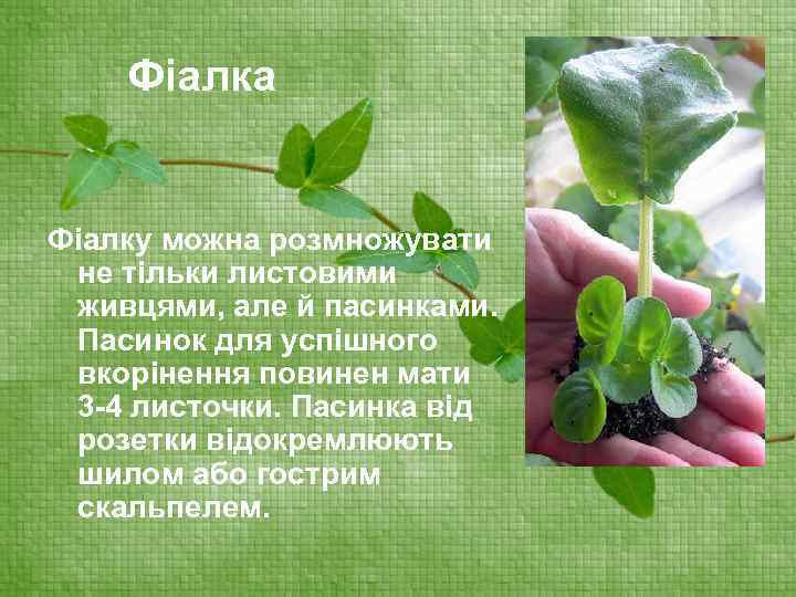 Фіалка Фіалку можна розмножувати не тільки листовими живцями, але й пасинками. Пасинок для успішного