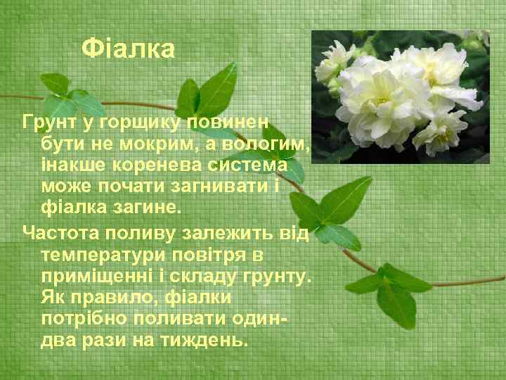 Фіалка Грунт у горщику повинен бути не мокрим, а вологим, інакше коренева система може