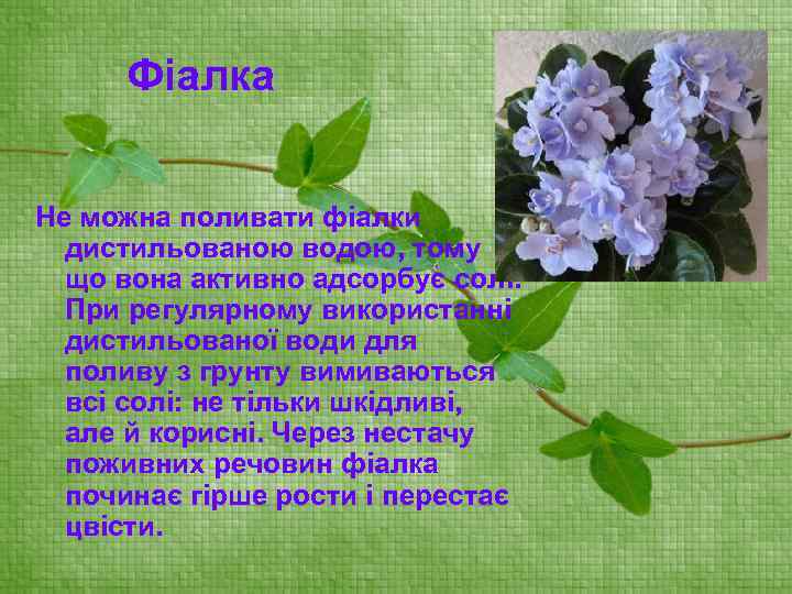 Фіалка Не можна поливати фіалки дистильованою водою, тому що вона активно адсорбує солі. При